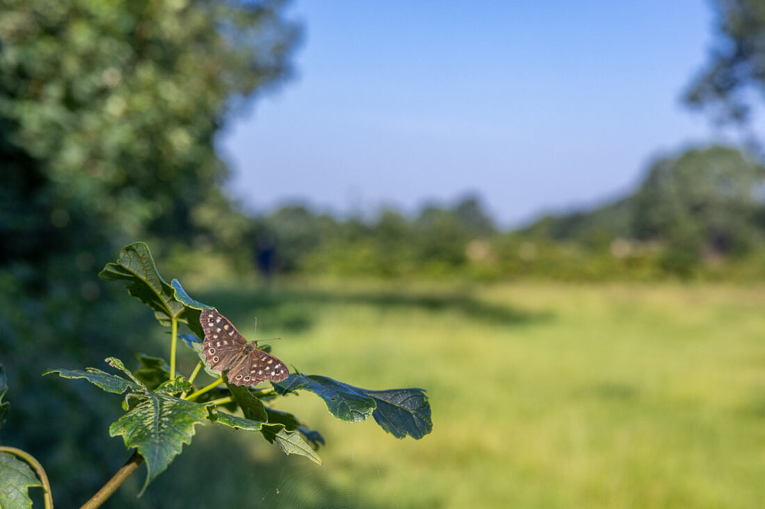 Kruiden tussen de Coulissen: meer biodiversiteit en boer blij?